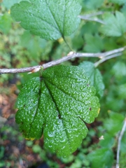Ribes fasciculatum