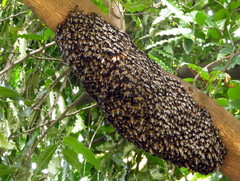 Apis dorsata breviligula