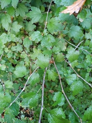 Ribes fasciculatum