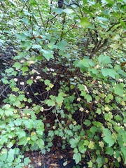 Ribes fasciculatum