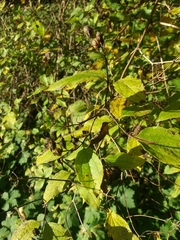 Philadelphus tomentosus