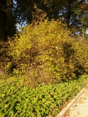 Philadelphus tomentosus