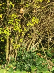 Philadelphus tomentosus