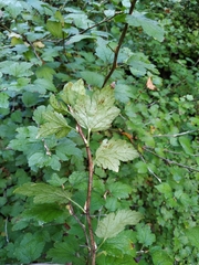 Ribes fasciculatum