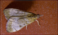 Uresiphita maorialis