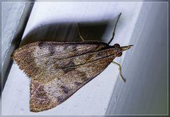 Uresiphita maorialis