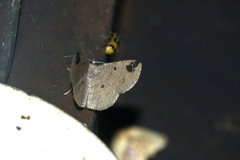 Parilexia cermala