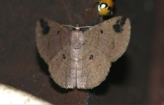 Parilexia cermala