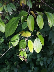 Philadelphus tomentosus