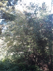 Philadelphus tomentosus