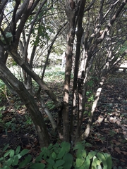 Philadelphus tomentosus