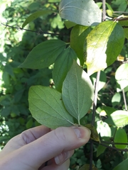 Philadelphus tomentosus