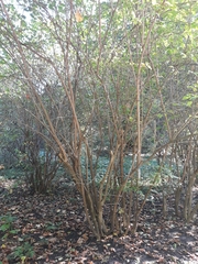 Philadelphus tomentosus