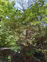 Philadelphus tomentosus