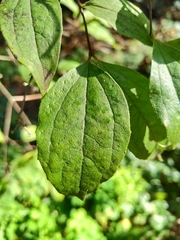 Philadelphus tomentosus