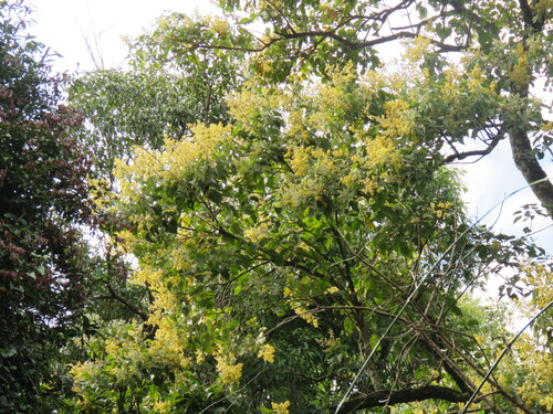 Abutilon densiflorum (Abutilon densiflorum)