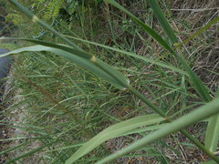 Arundo plinii