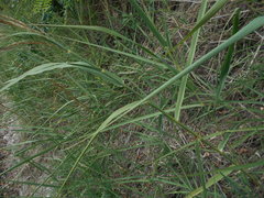 Arundo plinii