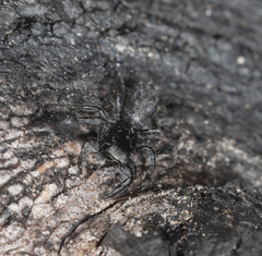 Holoplatys lhotskyi