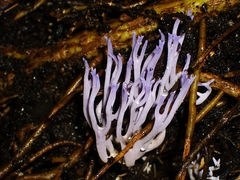 Ramariopsis pulchella