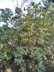 Viburnum carlesii bitchiuense