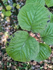 Viburnum carlesii bitchiuense