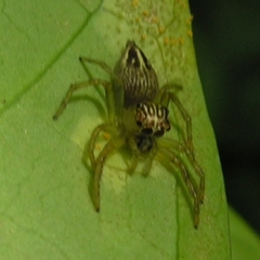 Colopsus