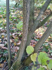 Viburnum carlesii bitchiuense
