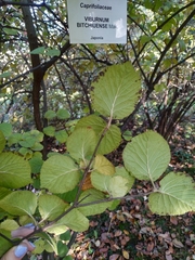 Viburnum carlesii bitchiuense