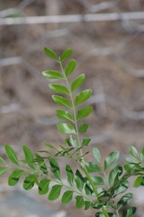 Ptaeroxylon obliquum