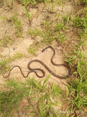 Dendrelaphis calligaster