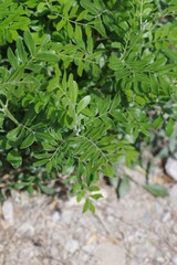 Ptaeroxylon obliquum