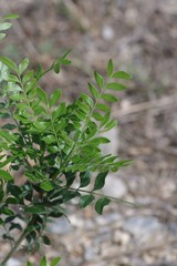 Ptaeroxylon obliquum