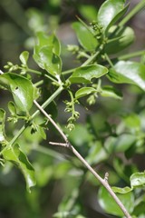 Azima tetracantha