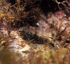 Bathygobius krefftii