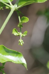 Azima tetracantha