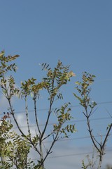 Ptaeroxylon obliquum