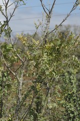 Ptaeroxylon obliquum