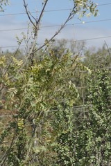 Ptaeroxylon obliquum