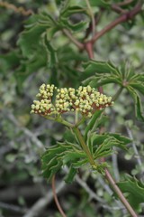 Cyphostemma quinatum