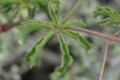 Cyphostemma quinatum