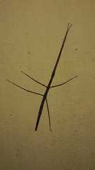 Bacillidae