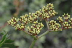 Cyphostemma quinatum