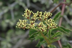 Cyphostemma quinatum