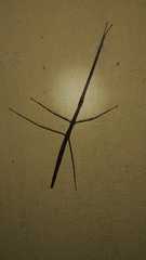 Bacillidae
