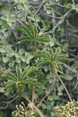 Cyphostemma quinatum