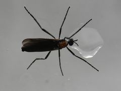 Plecia ruficollis