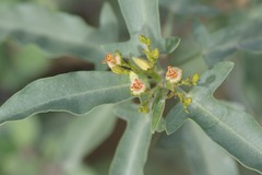 Jatropha capensis