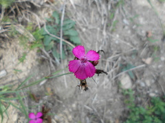 Dianthus balbisii