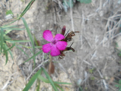 Dianthus balbisii
